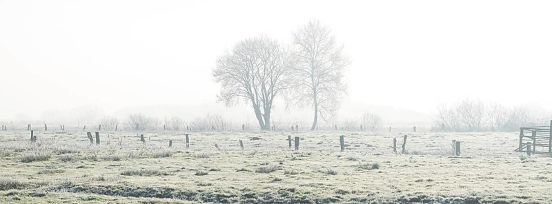 Picture of two trees defusing back light in winter, winter, Wehden, Cuxhaven, Lower Saxony, Germany