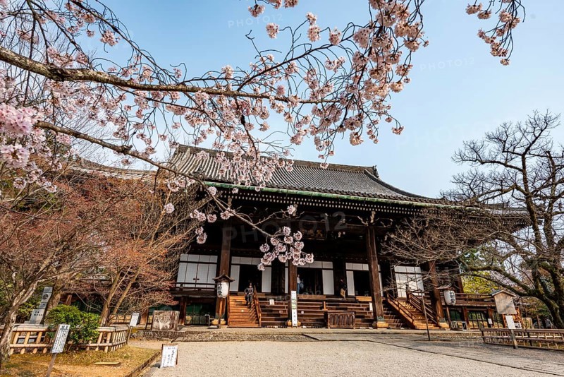 Shinsho Gokurakuji or Shinnyo-do temple, Japanese cherry blossom, Kyoto, Japan