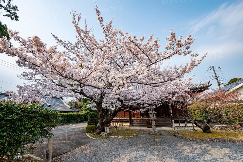 Blooming cherry tree in front of Horin-in Temple, Shinsho Gokurakuji or Shinnyo-do Temple, Japanese cherry blossom, Kyoto, Japan