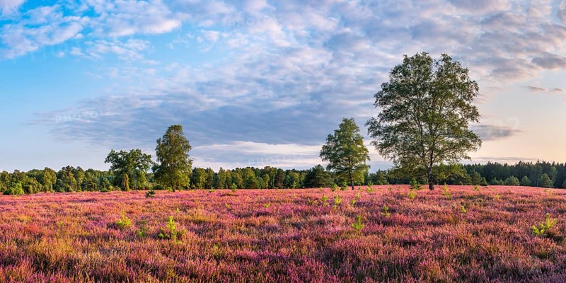 Typical heathland with blooming heather, birch and juniper in the Oberoher Heide, Lüneburger Heide, Lower Saxony, Germany