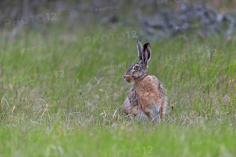 Despite its good camouflage, the brown hare (Lepus europaeus) persists and changes direction, Denmark