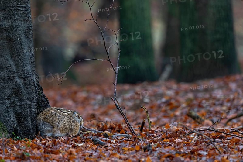 The brown hare (Lepus europaeus) is clearly recognisable in this photo, yet every forest walker will probably pass it a few metres away and not know of its presence, camouflage, protection, Germany