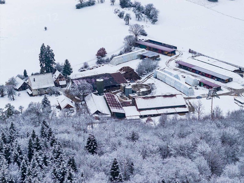 Farmhouse surrounded by snow-covered fields and forests in a wintry landscape, Haselstaller Hof, Gechingen, Calw district, Germany