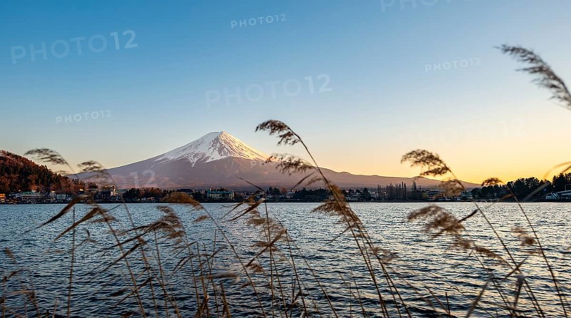 Dry reeds on Lake Kawaguchi, view of Mount Fuji volcano at sunset, Yamanashi Prefecture, Japan