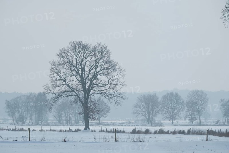 View of snow-covered fields on a tree, Bolsehle, Nienburg, Lower Saxony, Germany