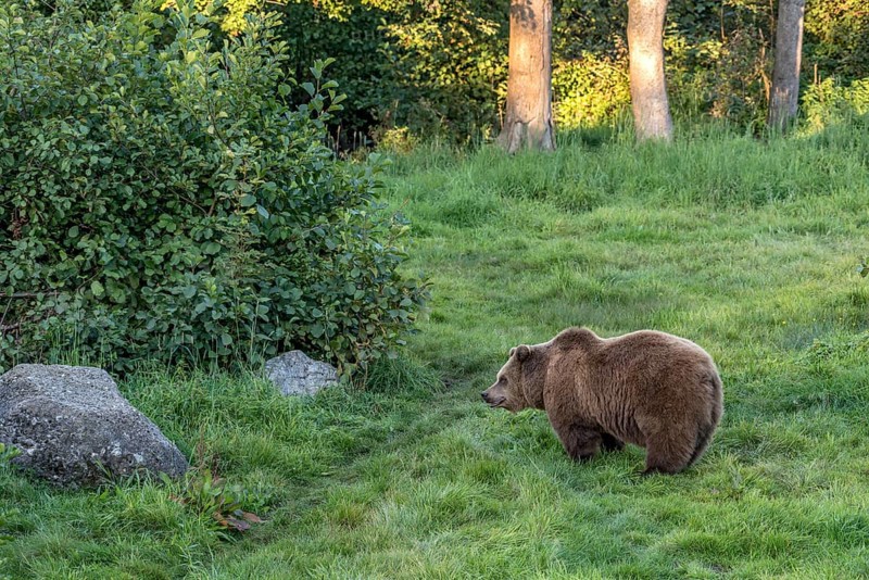 European brown bear (Ursus arctos) standing on a meadow at the edge of a forest in the evening light, Poing Wildlife Park, Upper Bavaria, Bavaria, Germany