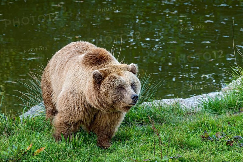 European brown bear (Ursus arctos) running on a meadow on the shore of a pond, Poing Wildlife Park, Upper Bavaria, Bavaria, Germany