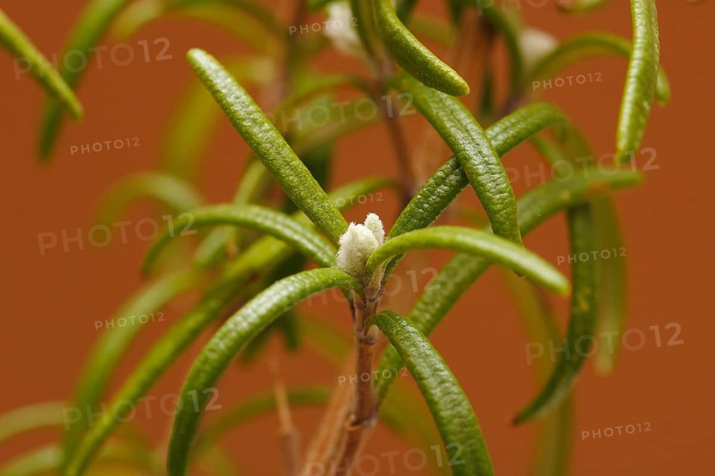Rosemary (Rosmarinus officinalis), twigs with young, very hairy leaves, in the studio, North Rhine-Westphalia, Germany
