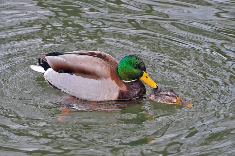 Two ducks, mallards (Anas platyrhynchos), mating on a calm lake. Pfäffikersee, Pfäffikon, Canton Zurich, Switzerland