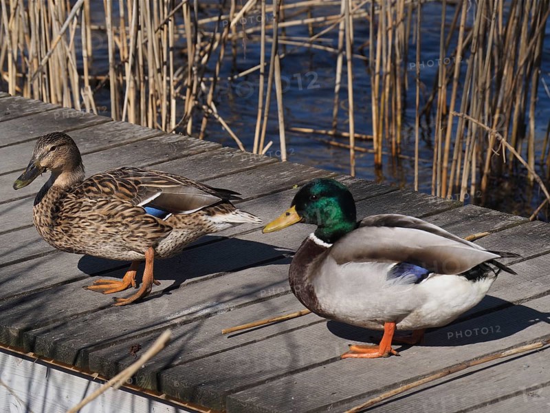 A pair of ducks, mallards (Anas platyrhynchos), resting on a jetty surrounded by reeds. Lake Sempach, Sempach, Canton Lucerne, Switzerland
