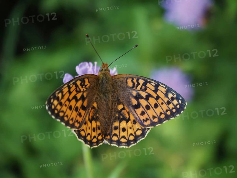 An orange-black butterfly, March violet (Fabriciana adippe), sits on light-coloured flowers against a green background. Goms, Canton Valais, Switzerland