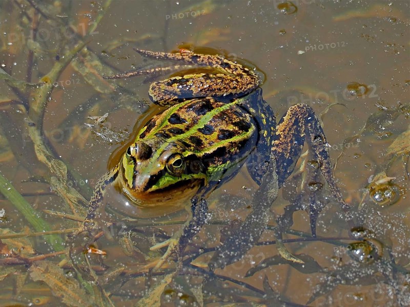 A camouflaged frog, Pool frog (Pelophylax lessonae), in muddy water surrounded by algae and natural vegetation. La Sauge nature reserve, Cudrefin, Lake Neuchâtel, Canton Neuchâtel, Switzerland