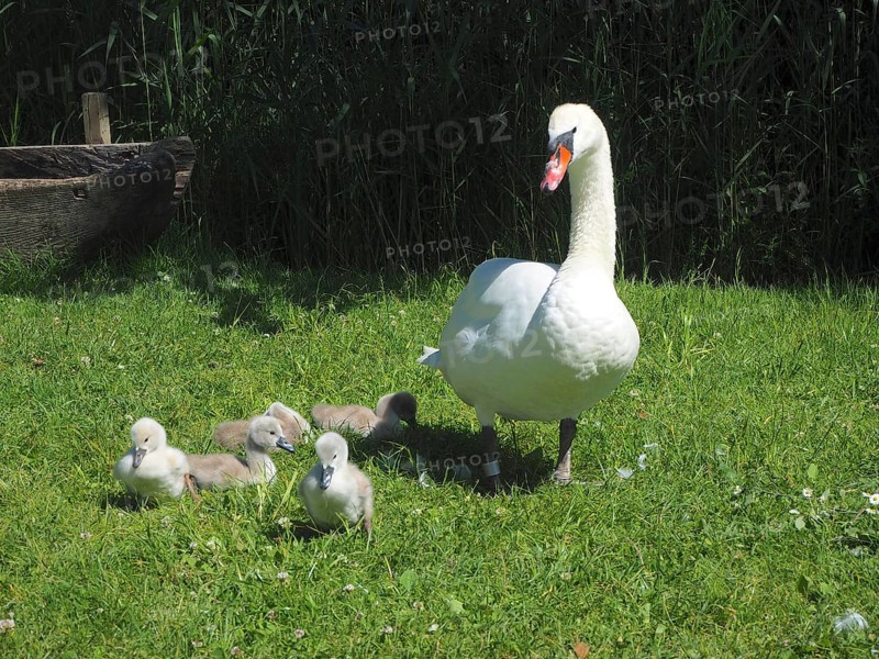 A swan, Mute Swan (Cygnus olor), with chicks on a green meadow. Lake Hallwil, Canton Aargau, Switzerland