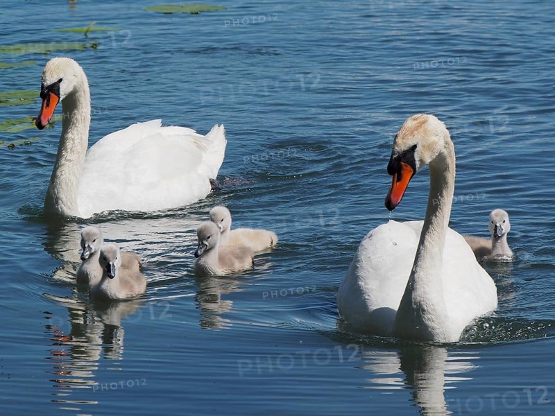 Two swans, Mute Swan (Cygnus olor), with their chicks swimming in the water. Lake Hallwil, Canton Aargau, Switzerland