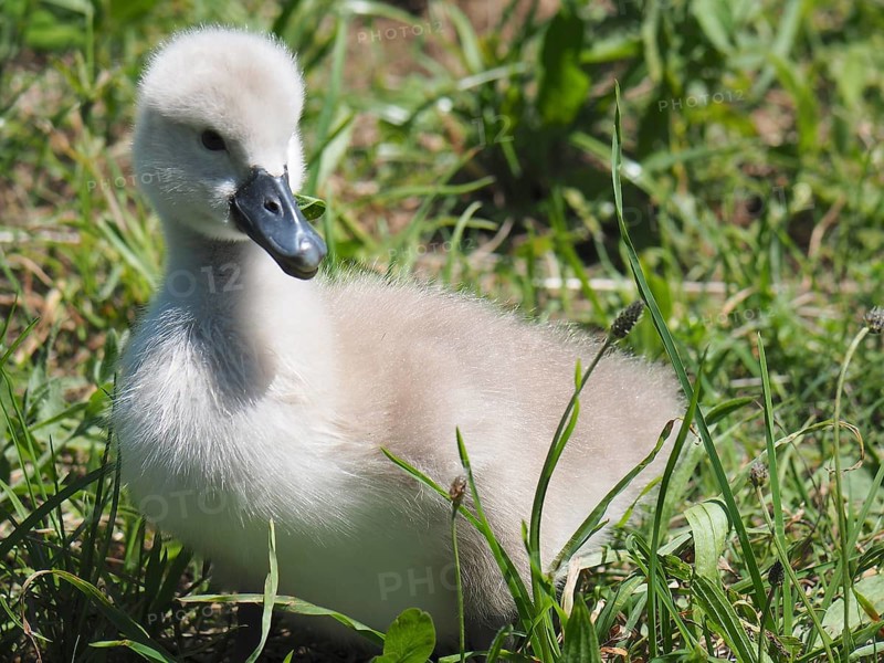 An adorable chick, Mute Swan (Cygnus olor), sits in the grass. Lake Hallwil, Canton Aargau, Switzerland