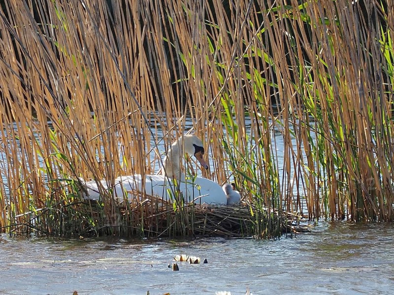A swan, Mute Swan (Cygnus olor) sits with chicks in the nest, surrounded by reeds in the water. Lake Neuchâtel, Canton of Neuchâtel, Switzerland