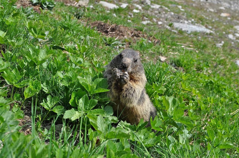 Marmot, Alpine marmot (Marmota marmota), in a green meadow in alpine surroundings. Goms, Canton Valais, Switzerland