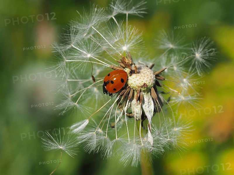 A ladybird, seven-spot ladybird (Coccinella septempunctata), crawls on a withered dandelion, surrounded by flying seeds. Hüttchopf, Fischenthal, Tösstal, Canton Zurich, Switzerland