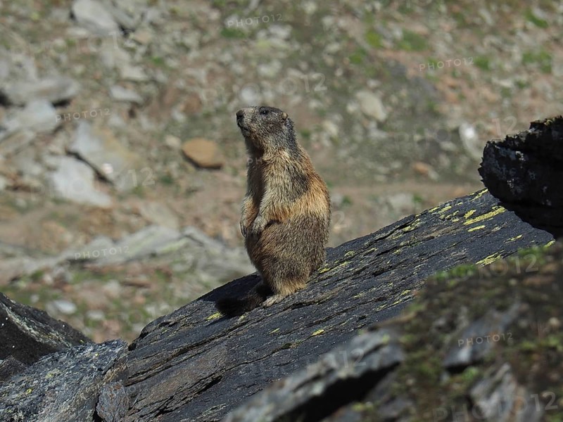 Marmot, Alpine marmot (Marmota marmota), sitting on a sunny rock in the mountains. Goms, Canton Valais, Switzerland