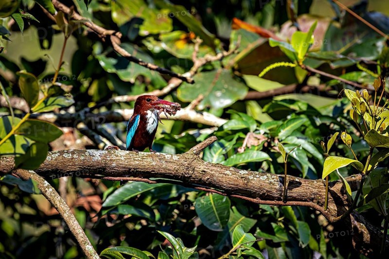 A kingfisher with prey in its beak sits on a branch in dense green foliage. The bird in the picture is a brown kingfisher (Halcyon smyrnensis), also known as the white-throated kingfisher in Kandy Sri Lanka