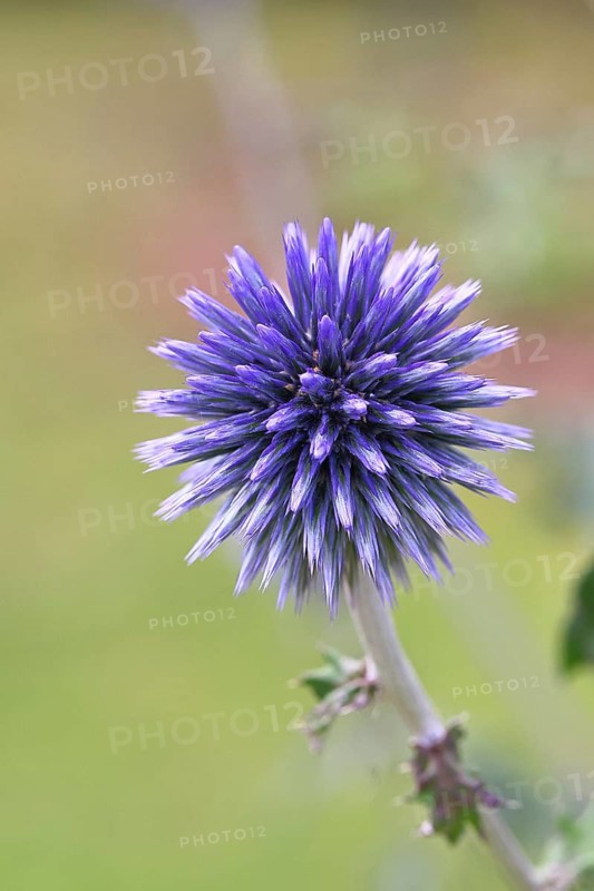 Blue globe thistle (Echinops ritro), flower, ornamental plant in a garden, Wilnsdorf, North Rhine-Westphalia, Germany
