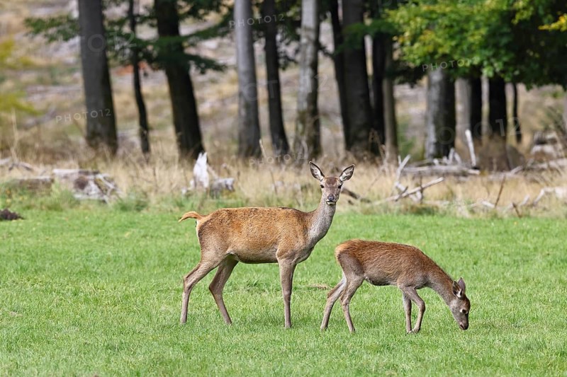 Red deer (Cervus elaphus) female, doe with calf in a forest clearing, wildlife, Sauerland, North Rhine-Westphalia, Germany