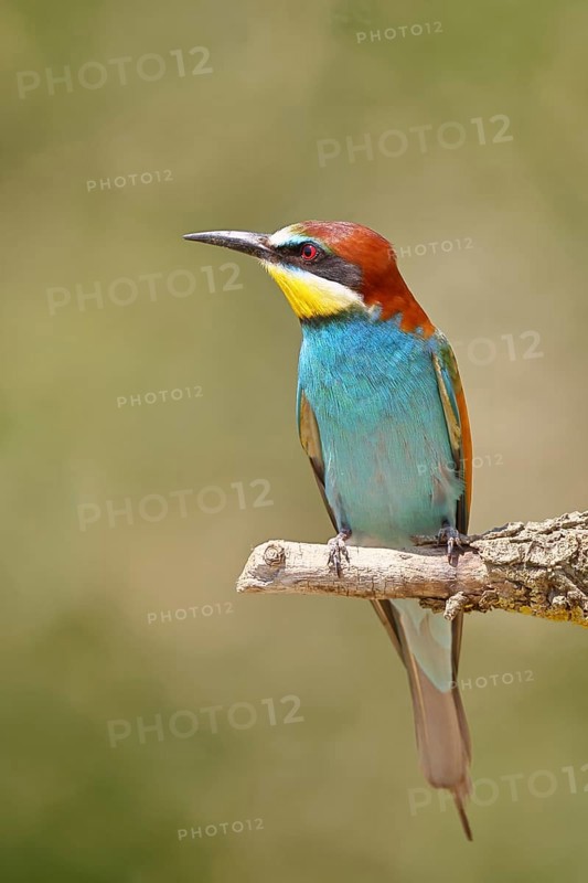 European bee-eater (Merops apiaster) sitting on a branch covered with green lichen, Lake Neusiedl, Burgenland, Austria