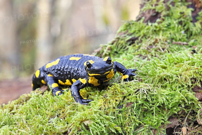 Fire salamander (Salamandra salamandra), running over mossy forest floor, wildlife, looking into the camera, close-up, Wilnsdorf, North Rhine-Westphalia, Germany