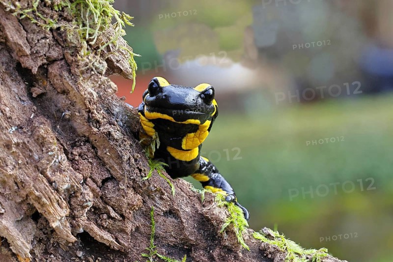 Fire salamander (Salamandra salamandra), looking out from behind a tree root, wildlife, close-up, Wilnsdorf, North Rhine-Westphalia, Germany