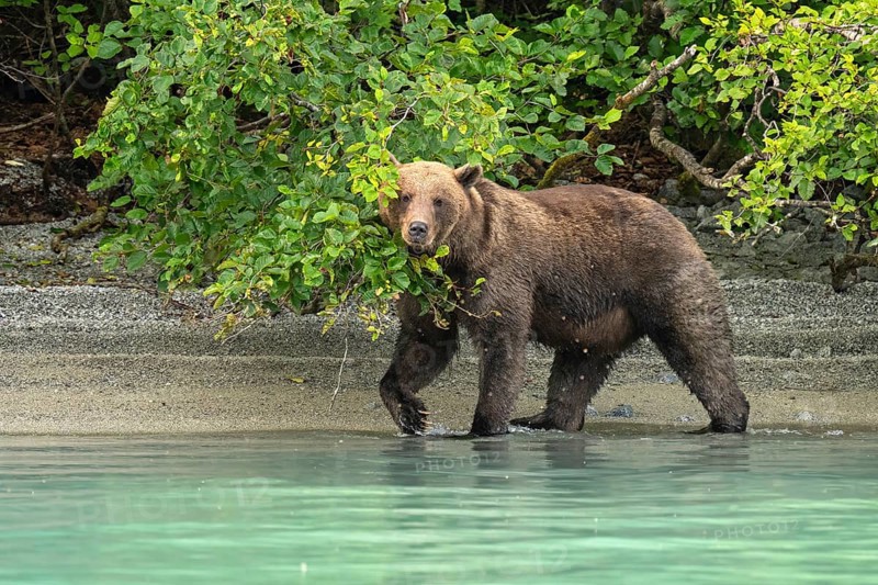 Coastal brown bear (Ursus arctos) strides through the water, Lake Clark National Park