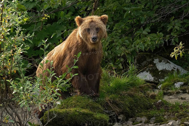 Coastal brown bear (Ursus arctos) standing in the forest, Lake Clark National Park