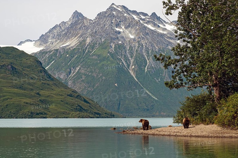 Two coastal brown bears (Ursus arctos) stroll along the shore of Crescent Lake, Lake Clark National Park