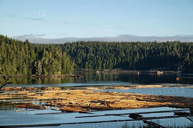 Tree trunks swim as log rafts in the Pacific Ocean, Vancouver Island