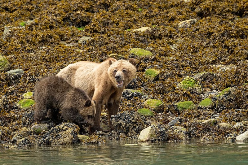 Coastal brown bear (Ursus Arctos) with cub searching for shells along the Pacific coast, Johnstone Strait, Vancouver Island
