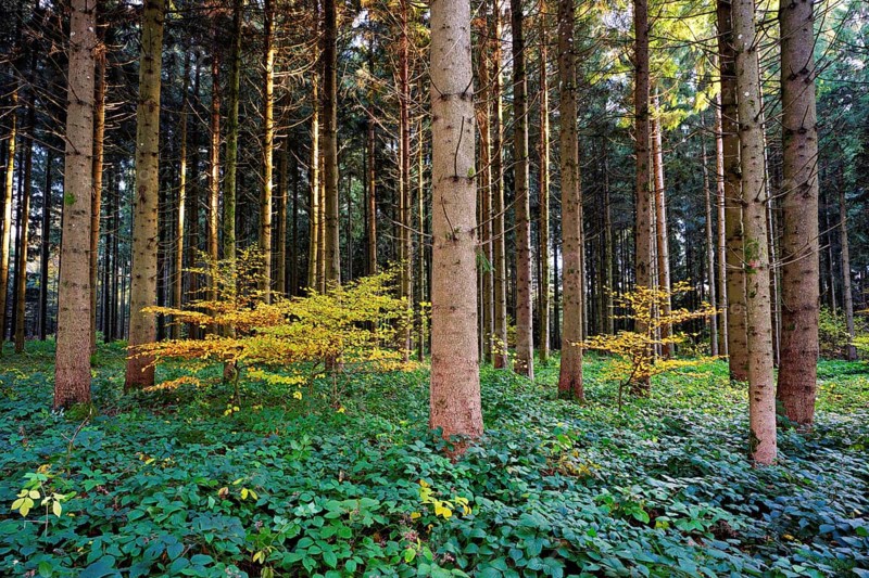 Autumn-colored beech trees stand in Nadelwald, Horben, Canton Aargau, Switzerland