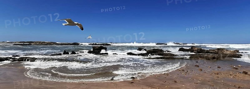 Seagulls (larinae) over a sandy beach with waves under a clear blue sky, Essaouira, Morocco