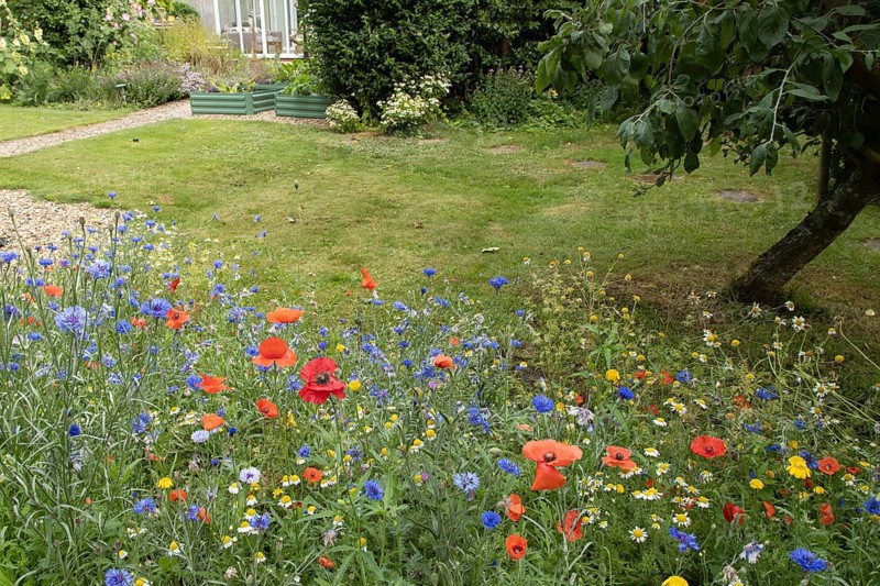 Wildflower border in a garden including field poppies, Corn marigold and Cornflower in summer, England, United Kingdom