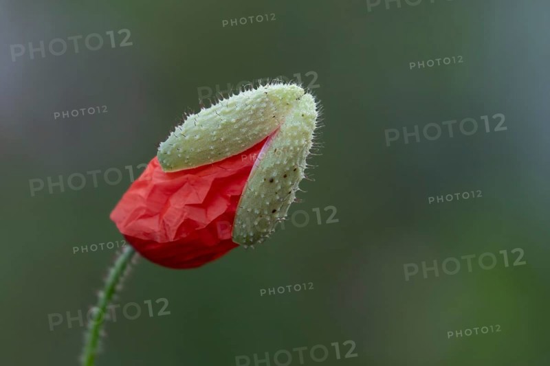 Common field poppy (Papaver rhoeas) single red flower bud in summer, England, United Kingdom