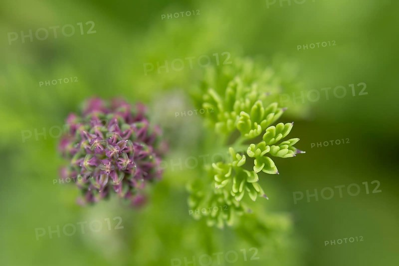 Common fumitory (Fumaria officinalis) single flower bud in summer, England, United Kingdom