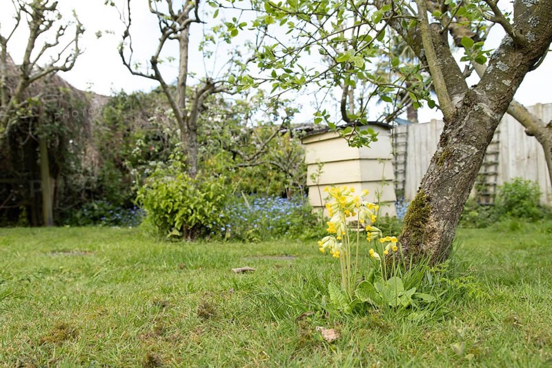 Cowslip (Primula veris) flower in a garden lawn in spring, England, United Kingdom
