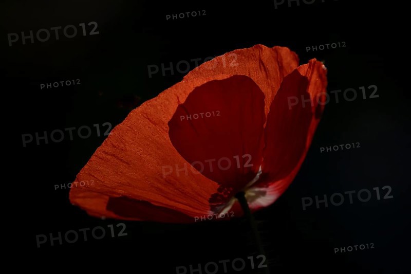 Common field poppy (Papaver rhoeas) single red flower backlit in summer, England, United Kingdom