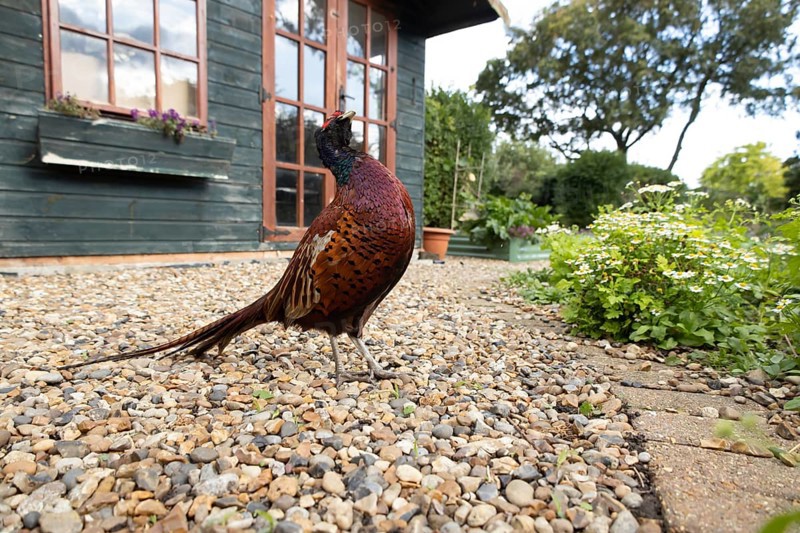Common pheasant (Phasianus colchicus) adult male game bird on a garden path with a shed in the background in summer, England, United Kingdom