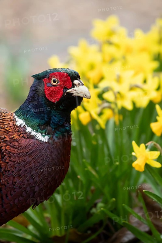 Common pheasant (Phasianus colchicus) adult male game bird in a garden in spring, England, United Kingdom