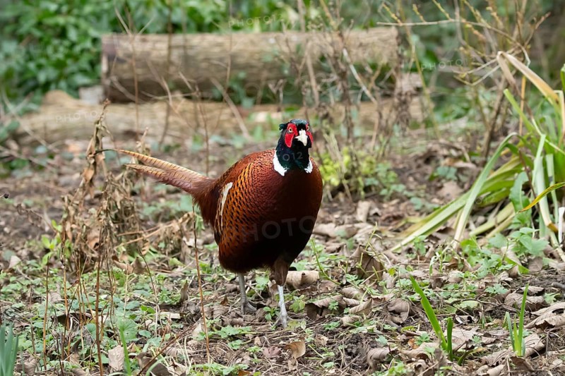 Common pheasant (Phasianus colchicus) adult male game bird in a garden in winter, England, United Kingdom