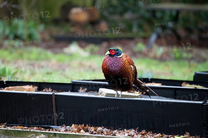 Common pheasant (Phasianus colchicus) adult male game bird on a garden raised bed, England, United Kingdom
