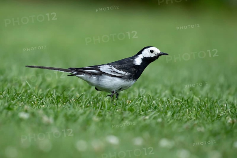 Pied wagtail (Motacilla alba) adult bird on a garden grass lawn in summer, England, United Kingdom