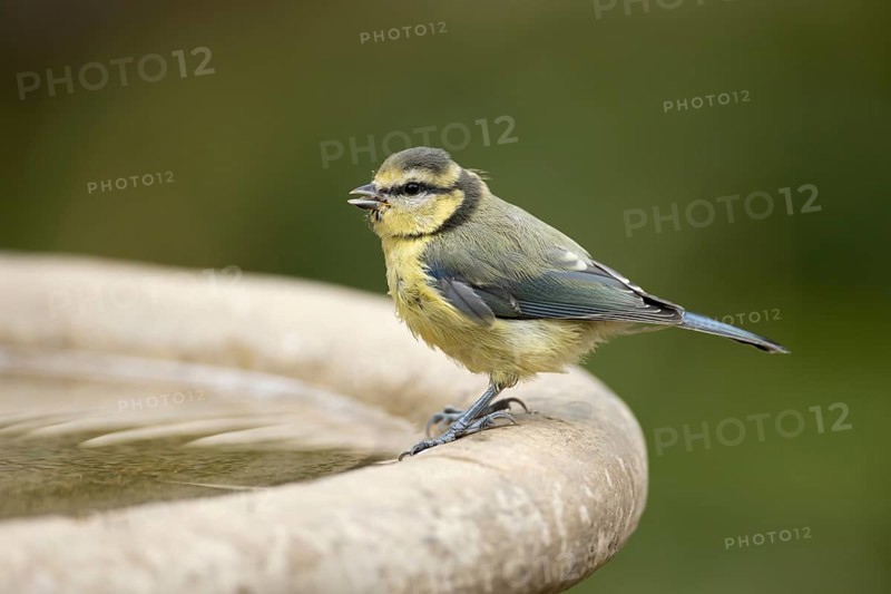 Blue tit (Cyanistes caeruleus) adult garden bird on a bird bath in summer, England, United Kingdom