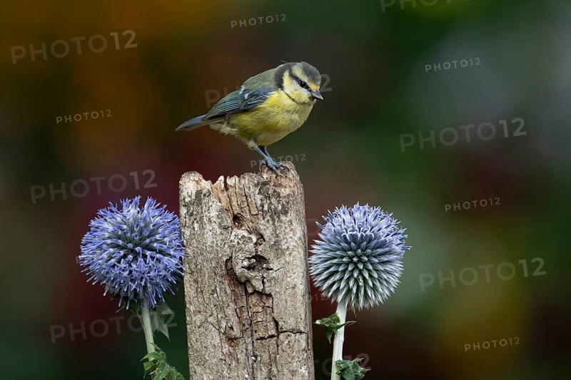 Blue tit (Cyanistes caeruleus) adult garden bird on a wooden post in summer, England, United Kingdom