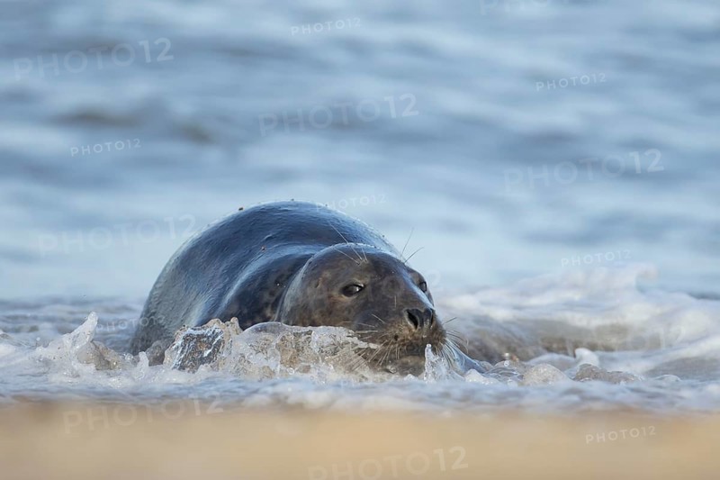 Atlantic grey seal (Halichoerus grypus) adult animal resting in the sea, England, United Kingdom