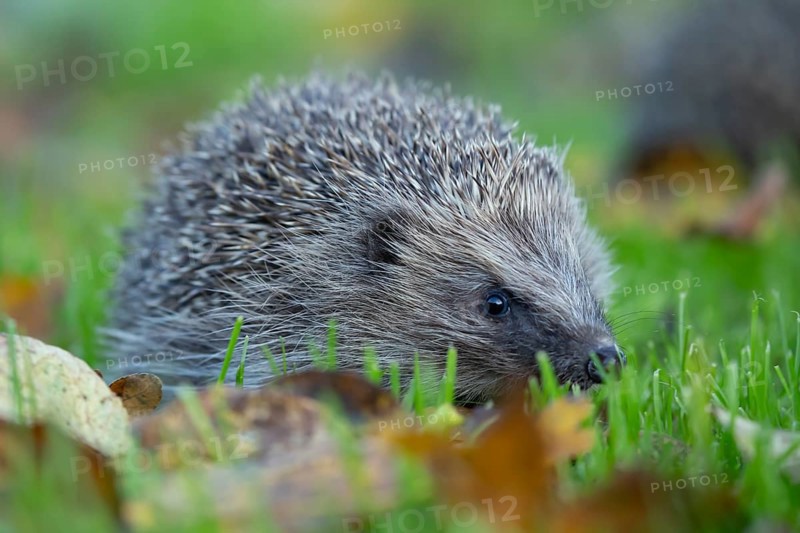 European hedgehog (Erinaceus europaeus) adult animal walking on a garden grass lawn in autumn, England, United Kingdom